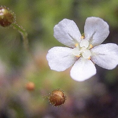 Drosera leucostigma unspecified picture