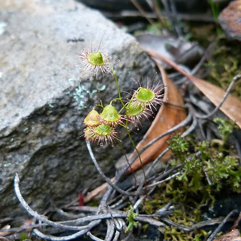 Drosera huegelii unspecified picture