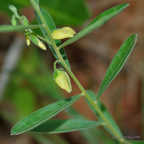 Polygala tenuifolia unspecified picture