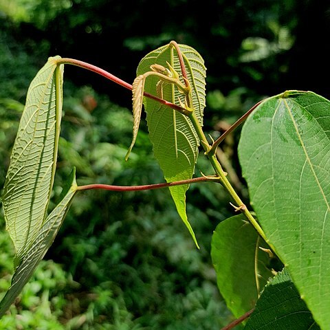 Macaranga javanica unspecified picture