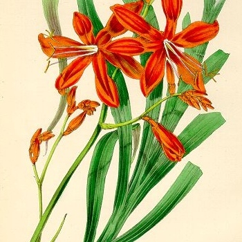 Crocosmia masoniorum unspecified picture