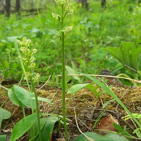 Platanthera obtusata unspecified picture