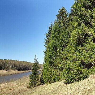 Picea fennica unspecified picture