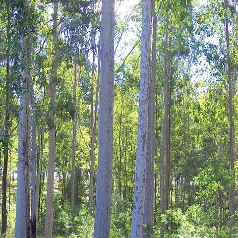 Corymbia henryi unspecified picture