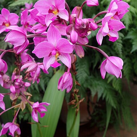 Spathoglottis unspecified picture