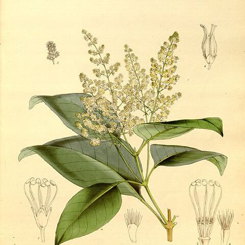 Spiraeanthemum katakata unspecified picture