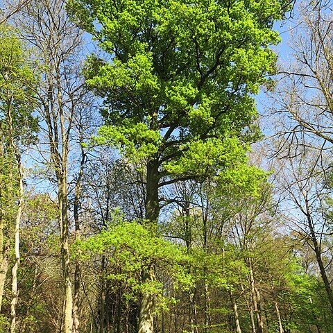 Quercus sessilifolia unspecified picture