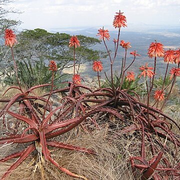 Aloe cameronii unspecified picture