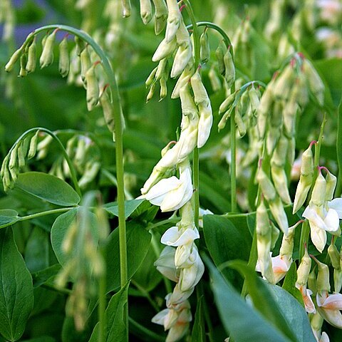 Lathyrus gmelinii unspecified picture