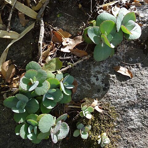 Kalanchoe humilis unspecified picture