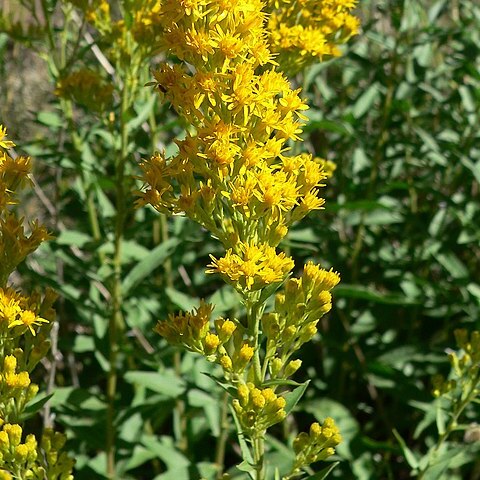 Solidago velutina subsp. sparsiflora unspecified picture