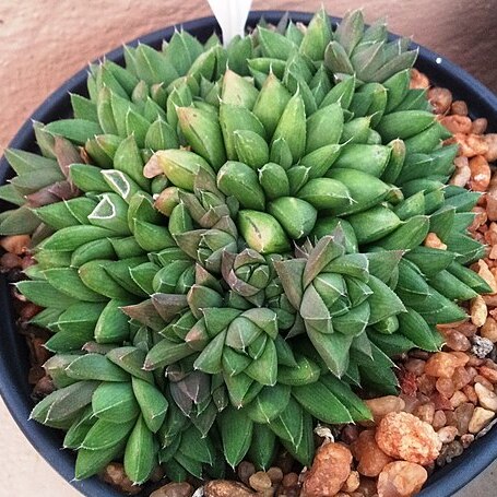 Haworthia mucronata var. rycroftiana unspecified picture