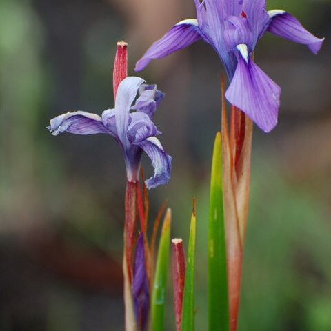 Moraea callista unspecified picture