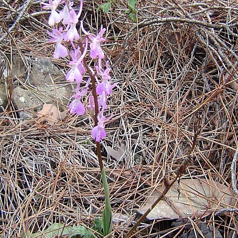 Orchis sezikiana unspecified picture