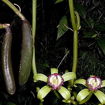 Vanilla claviculata unspecified picture