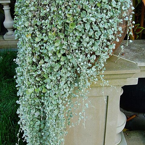 Dichondra argentea unspecified picture