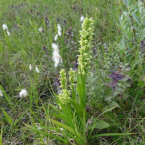 Platanthera flava unspecified picture