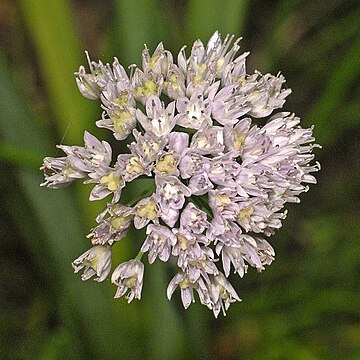 Allium strictum unspecified picture