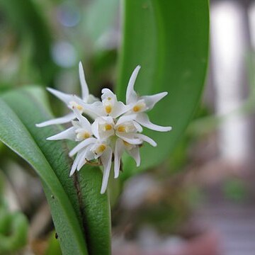 Bulbophyllum stenobulbon unspecified picture