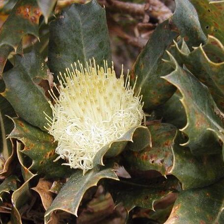 Banksia sessilis unspecified picture