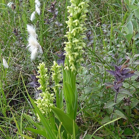 Platanthera flava var. herbiola unspecified picture