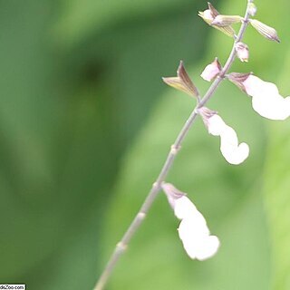 Salvia x jamensis unspecified picture