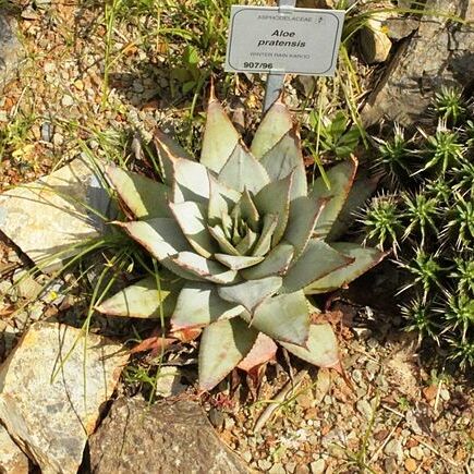 Aloe pratensis unspecified picture