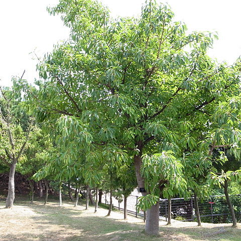 Ficus superba unspecified picture