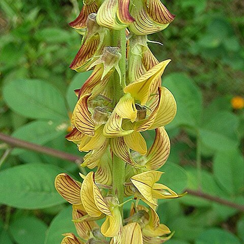 Crotalaria pallida var. obovata unspecified picture