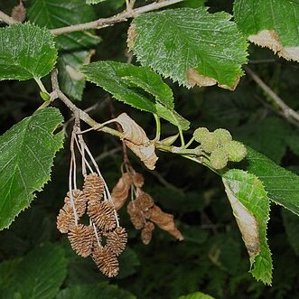 Alnus alnobetula subsp. sinuata unspecified picture