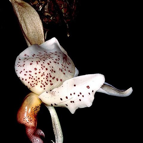 Stanhopea x horichiana unspecified picture