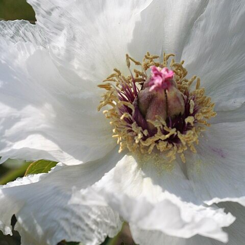 Paeonia ostii unspecified picture