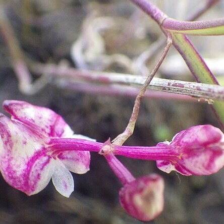 Polystachya bipoda unspecified picture