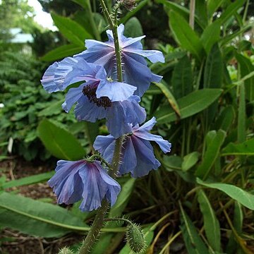 Meconopsis forrestii unspecified picture