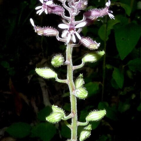 Cuphea circaeoides unspecified picture