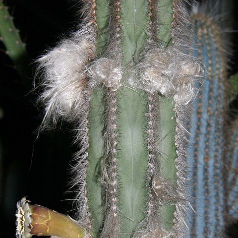 Pilosocereus pseudosuperfloccosus unspecified picture