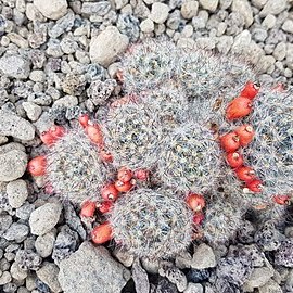 Mammillaria prolifera subsp. texana unspecified picture