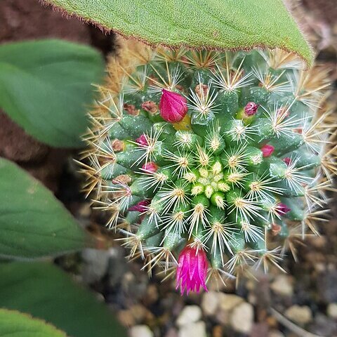 Mammillaria rekoi subsp. aureispina unspecified picture