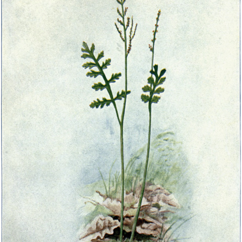 Botrychium matricariifolium unspecified picture