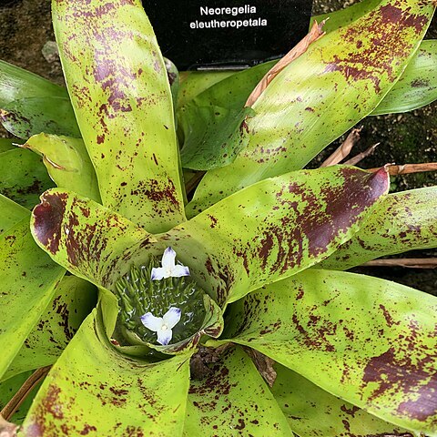 Neoregelia eleutheropetala unspecified picture