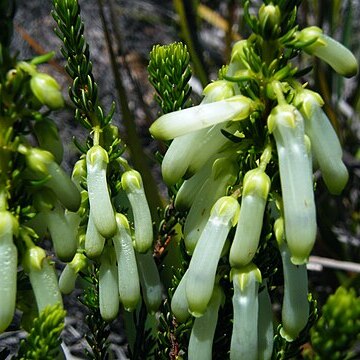 Erica sessiliflora unspecified picture