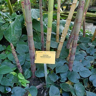 Costus lucanusianus unspecified picture