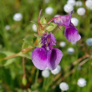 Impatiens lawii unspecified picture