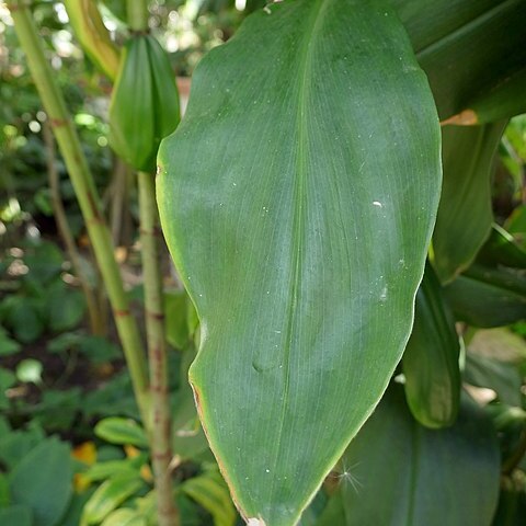 Costus lucanusianus unspecified picture