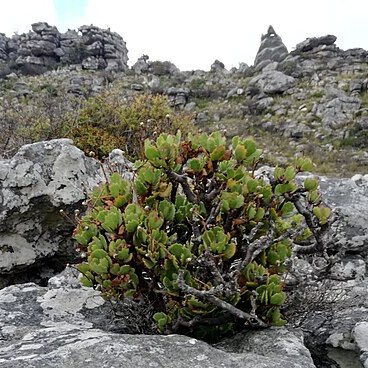 Othonna dentata unspecified picture