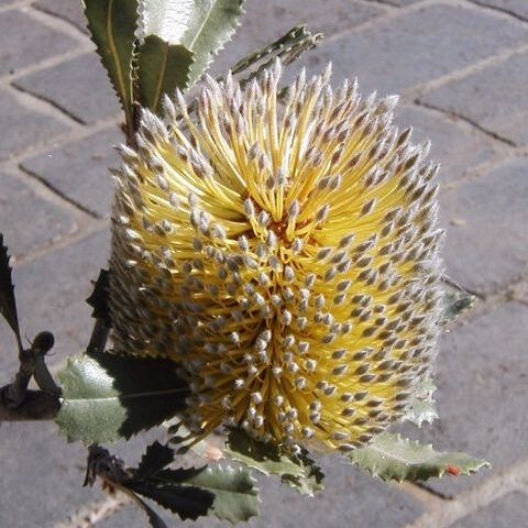 Banksia ornata unspecified picture