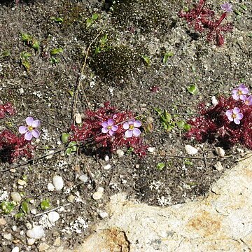 Drosera acaulis unspecified picture