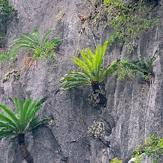 Cycas tropophylla unspecified picture