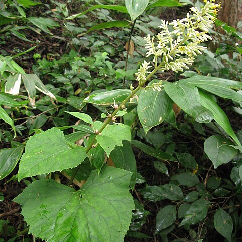 Parasenecio farfarifolius var. bulbiferus unspecified picture