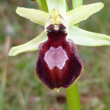 Ophrys x arachnitiformis unspecified picture